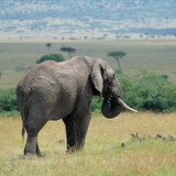 Elefante en la sabana