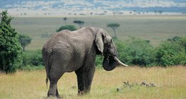 Elefante en la sabana