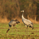 Common cranes