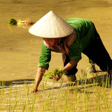 Paddy field