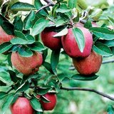 Maçã deliciosa de Starking