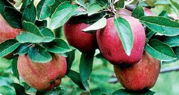 Maçã deliciosa de Starking