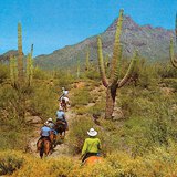 Cactos en un desierto de Norteamérica