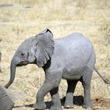 Elefante pequeño