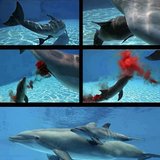 Birth of a Dolphin's Baby - Its Amazing!