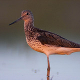 Sandpiper