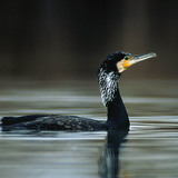 Cormorán