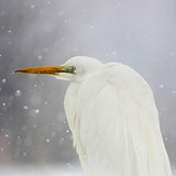 Great egret in snow