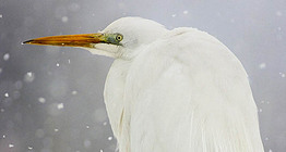 Great egret in snow