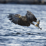 White-tailed eagle fishing