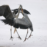 Gray heron fight