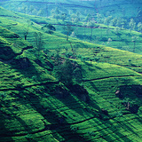 Plantación de té