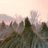 Reed harvested and bound in bundles
