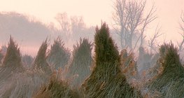 Caña cosechada en fajos