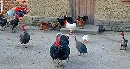 Aves de capoeira