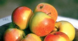 Maçãs