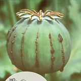 Adormidera cortada y la fórmula de la morfina