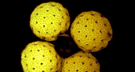Pólen Mirabilis (microscopia confocal a laser)