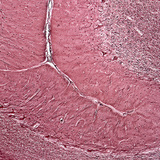 Corte do cerebelo humano