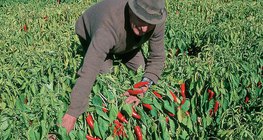 Colheita de páprica