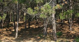 Floresta de pinheiros