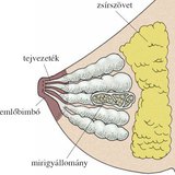 Emlő