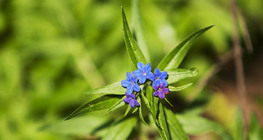 Pulmonaria officinalis