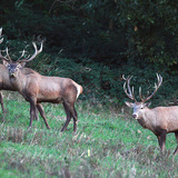 Red deer