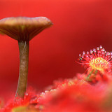 Cogumelo e drosera