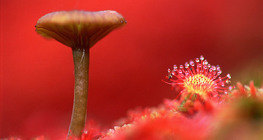 Cogumelo e drosera