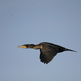 Cormorão a voar