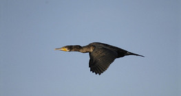 Cormorão voando