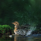 Common blackbird bathing