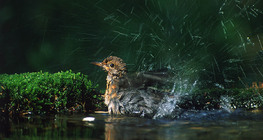 Common blackbird bathing