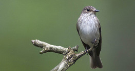 Spotted flycatcher