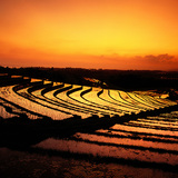 Terraços de arroz em Bali