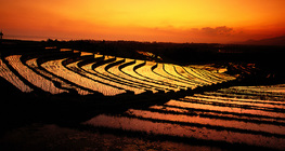 Terrazas de arroz en la isla de Bali