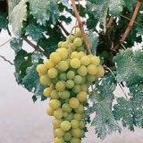 Uvas de mesa
