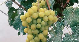 Uvas de mesa