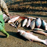 Peces muertos después de la contaminación con cianuro del río Tisza en el año 2000