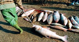 Peixes mortos após o derramamento de cianeto em 2000 no Rio Tisza