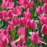 Tulipa