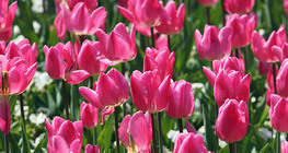 Tulipa