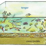 Mészkő kialakulása – 2