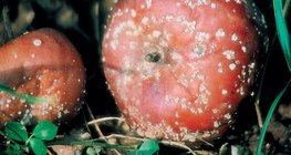 Maçãs infestadas de Monilinia