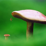 Cogumelo e aranha