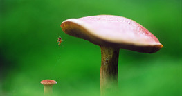 Cogumelo e aranha