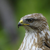 Northern Goshawk portrait