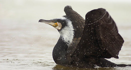 Cormorão