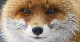 Fox portrait